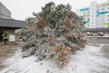 19.11.2022 Christbaum für die Kremser Feuerwehr